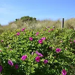 Weststrand, App 3 * Westerland